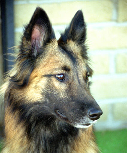 Eine nahaufnahme der wunderschönen, spitzen ohren eines belgischen tervuren