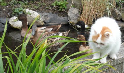 Katzen können Freunde sein