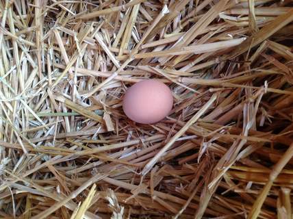 Amy Punchard liebt es am Morgen ein Ei im Nest ihrer Hühner vorzufinden