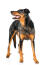 Ein fitter und gesunder erwachsener beauceron