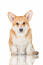 Ein schöner junger pembroke welsh corgi mit gesundem, weichem fell