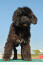 Ein portugiesischer wasserhund, der aufrecht steht und sein wunderschönes dichtes dunkles fell zur schau stellt