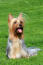 Ein glücklicher australischer silky terrier, bereit zum spielen