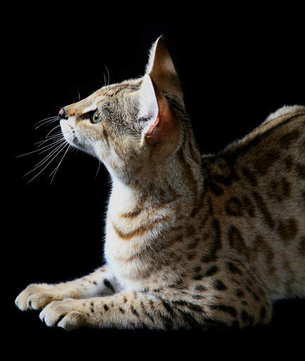 Eine junge savannah-katze, die sehr neugierig ist