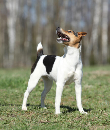 Ein parson russell terrier, der aufrecht steht und seine wunderbaren langen beine zur schau stellt