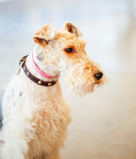 Weird hair fox terrier best sale
