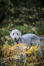 Ein wunderschöner, kleiner bedlington terrier, der draußen spielt