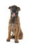 Ein junger belgischer schäferhund (malinois) setzt sich mit heraushängender zunge hin