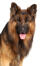 Ein schöner langhaariger deutscher schäferhund mit schönen großen ohren
