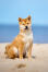 Ein japanischer shiba inu mit schönen großen ohren sitzt am strand