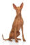 Eine GorGeous hündin pharaoh hound sitzt ordentlich