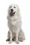 Ein pyrenäenberghund mit dickem, weichem, weißem fell, hechelnd