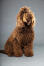 Kastanienfarbener verwöhnter barbet-hund mit haarspange