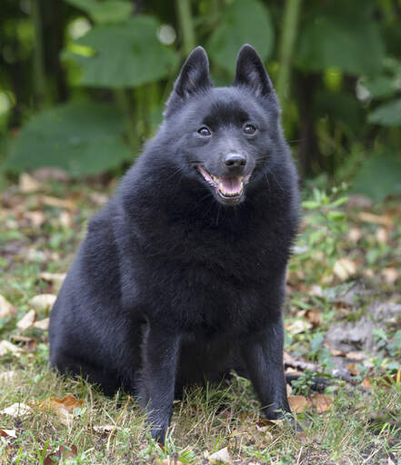 Ein unglaublicher kleiner schipperke, der sein dickes, weiches, dunkles fell zur schau stellt