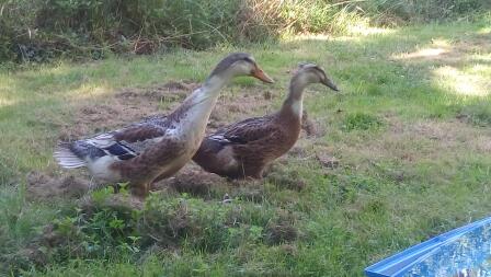 Zwei braune enten in einem garten