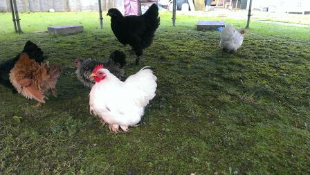 Ein paar meiner Herden, White Pekin (Hahn & Henne), Black Pekin, Frizzle Serama und Black Brahma