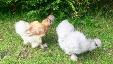 Unsere ersten beiden Silkies! Ein weiterer auf der Strecke am Freitag! Wir können es kaum erwarten!