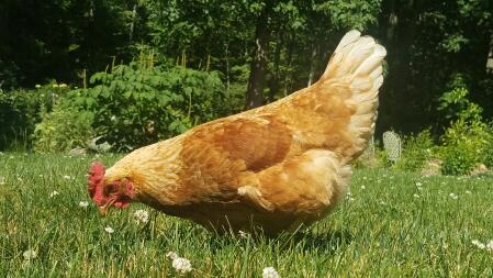 Huhn auf der suche nach würmern im garten