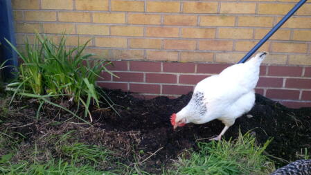 im Garten helfen