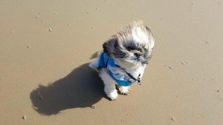 Cäsar am strand