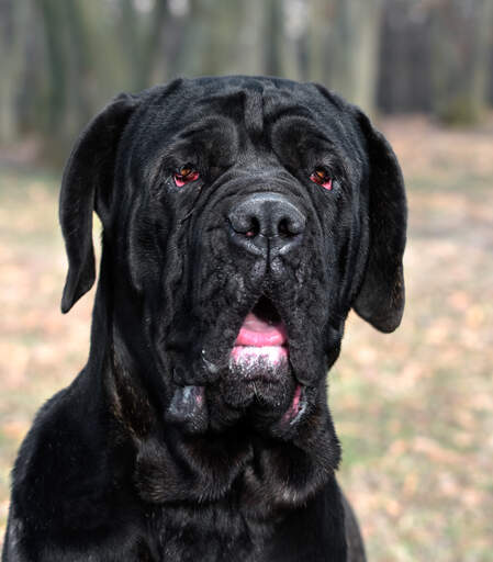 Eine nahaufnahme des schönen, kräftigen kopfes eines neapolitanischen mastiffs