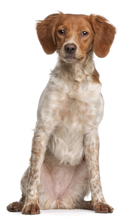 epagneul breton brittany hunde informationen zu den rassen omlet