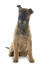 Ein junger frecher belgischer schäferhund (malinois) setzt sich hin