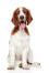 Ein gesunder, junger welsh springer spaniel, der artig sitzt und auf aufmerksamkeit wartet