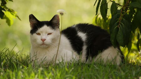 Katze liegt im gras