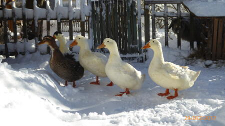 Cicilinos im Winter