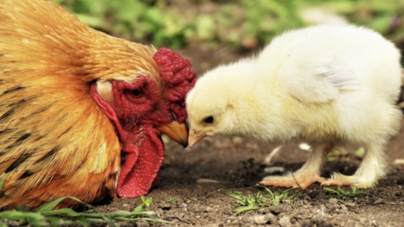 Ein orangefarbenes mutterhuhn und ein kleines gelbes küken in einem garten