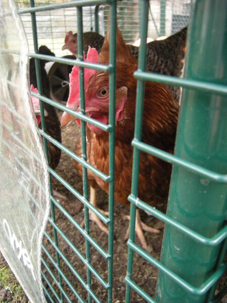 Customer Images - Eglu Cube Chicken Coop - ( 30 of 115 )