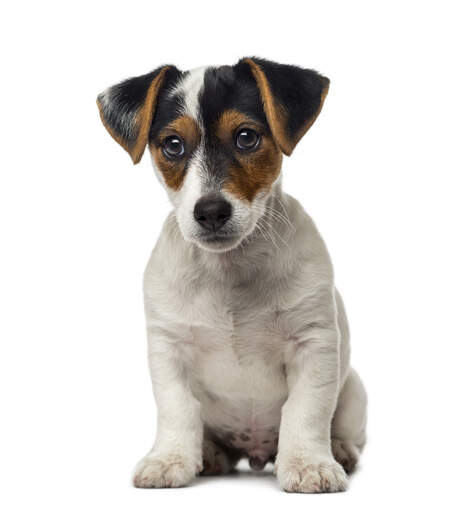 Ein kleiner jack russell terrier welpe, der sehr neugierig ist