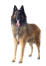 Ein belgischer schäferhund (tervueren) steht mit herausgestreckter zunge