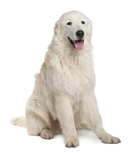 Maremma-schafhund-weiß-hintergrund