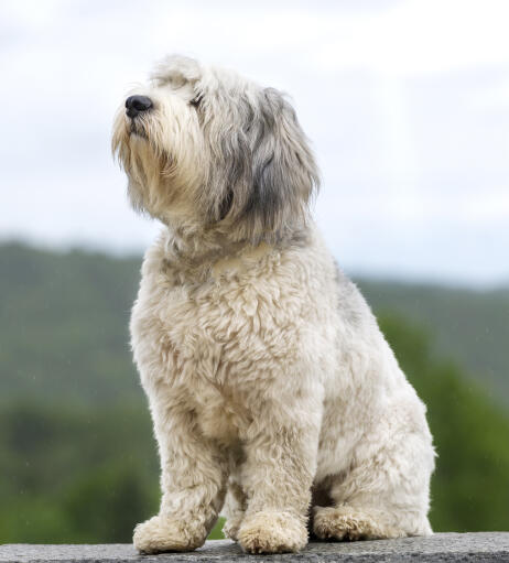 Ein stattlicher polnischer flachland-schäferhund genießt die landluft