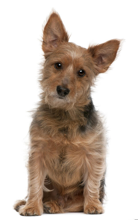 Australian Terrier | Hunde | Informationen zu den Rassen | Omlet