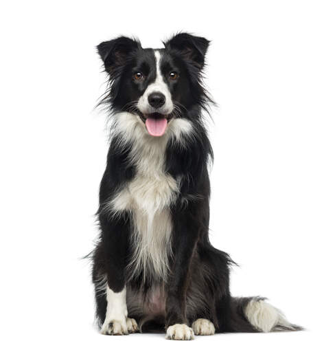 Ein sehr gesunder und aktiver junger erwachsener border collie