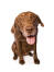 Das liebevolle gesicht eines chesapeake bay retrievers