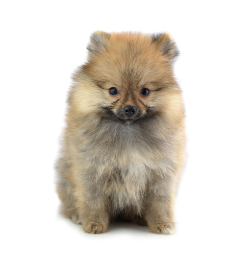 Deutscher store spitz pomeranian