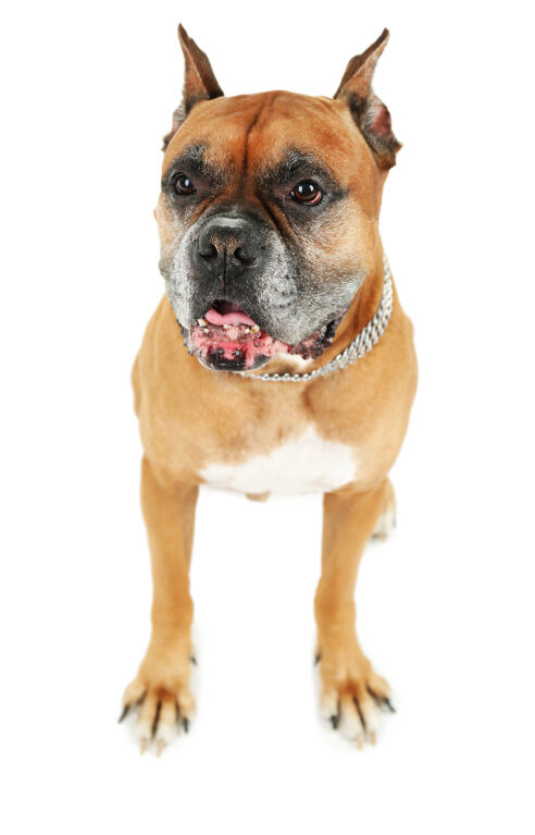 Deutscher Boxer Hunde Informationen Zu Den Rassen Omlet