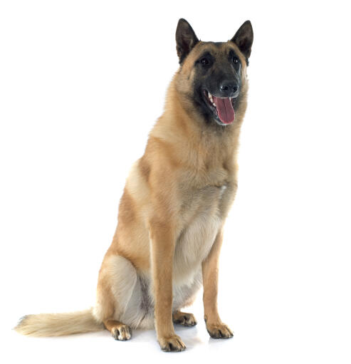 Ein schöner belgischer schäferhund (malinois), der sich hinsetzt