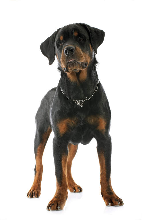 are rottweilers safe rottweiler hunde informationen zu den bienenarten omlet are rottweilers safe rottweiler hunde informationen zu den bienenarten omlet