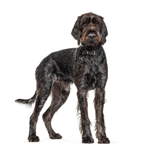 Drahthaar pointer hot sale