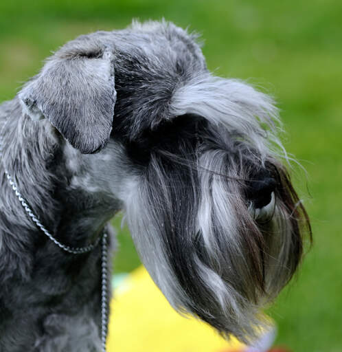 Eine nahaufnahme des wunderschön gepflegten gesichts eines cesky terriers