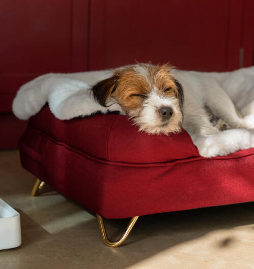 Hund auf einer kuscheligen decke auf einem roten nackenrollenbett liegend
