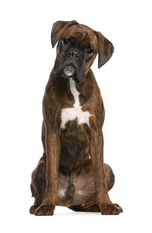 Deutscher Boxer Hunde Informationen Zu Den Rassen Omlet