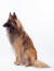 Ein prächtiger belgischer schäferhund (tervueren) setzt sich hin