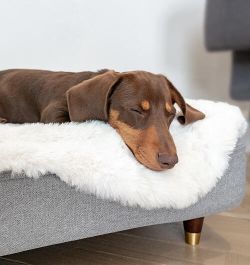 Dackel schlafend auf Topology hundebett mit weißem schaffell-topper und messingkappenfüßen.