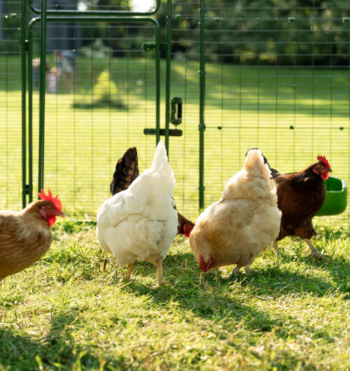 Nahaufnahme von hühnern in Omlet walk in chicken run.